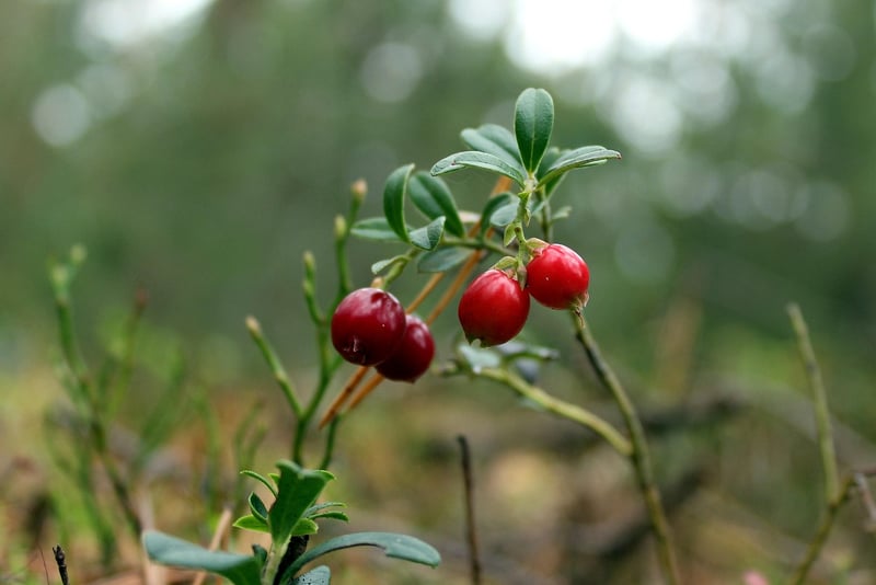 Blueberries